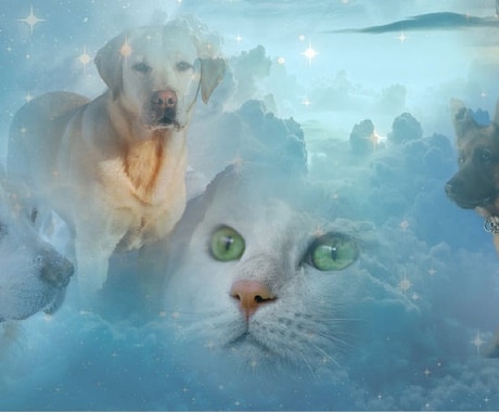 天国の愛犬or愛猫からあなたへの伝言をお伝えします ⚪️24H以内・ミディアムシップカード画像1枚分付・500円 イメージ1