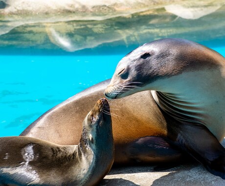 東山動物園の可愛い動物の写真を撮ります 可愛らしい動物の写真で癒されたい方へ イメージ2