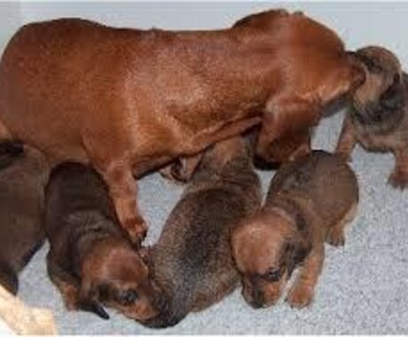 ペットロス。あなたの心を癒します 愛犬を8回亡くした私が貴方のペットロスの気持ちに寄り添います イメージ2
