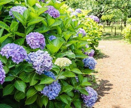 ６月）季節の話題を楽しもう✨巡る四季ご一緒します 【６月】梅雨／父の日／夏至／サッカーワールドカップ イメージ2