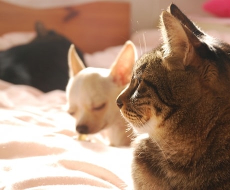 レギュラー版：ペットからのメッセージをお届けします 大事なパートナー家族である動物たちのメッセージを聞きたい方へ イメージ2
