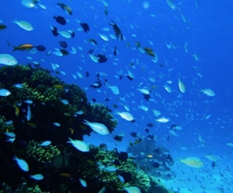 いじめられっ子だった私が、アドバイスします 死なないで。逃げることも大切。 イメージ1