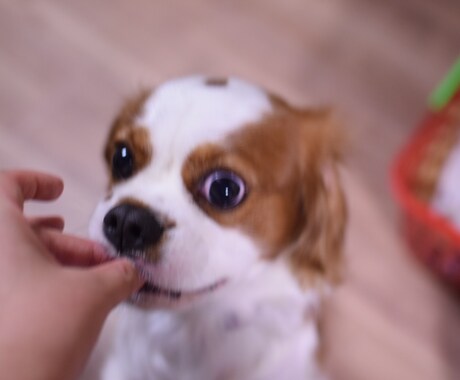 初めて犬を飼われる方など。いろいろ相談のります なんでも聞いてくださいね、犬のこと。 イメージ1