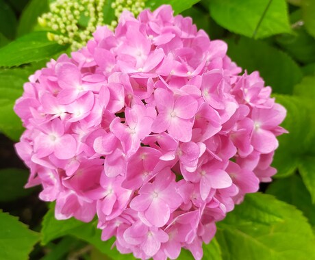 お相手が貴方の事をどう思っているのか透視致します 想いを知りたい方のお写真より貴方への想いを深く透視致します。 イメージ1