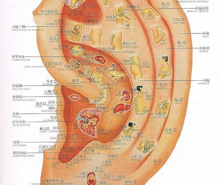 体の不調を耳ツボで解決する方法をお教えします 健康改善！！お手軽健康法、耳ツボを刺激して体の不調を整えよう イメージ2
