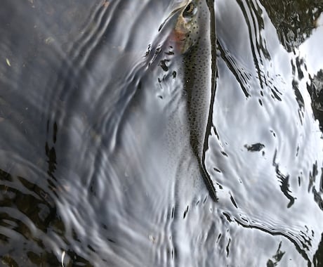 虹鱒 【釣り】 北海道の虹鱒をフライで狙う！ます ワイルドレインボー ハンティングメソッド イメージ2