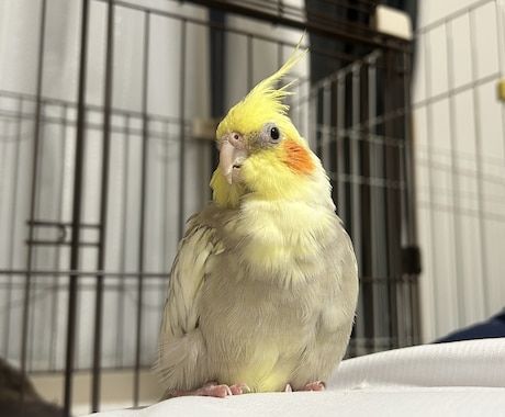 元ショップ店員がペットのお迎え・飼育相談に乗ります 愛玩動物飼養管理士1級が初めてのペット選びと準備を支えます イメージ1