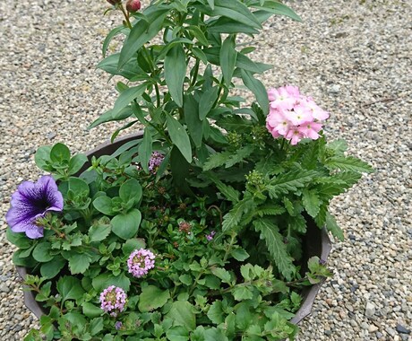 花や野菜の園芸相談いたします 花や野菜のお困り事の相談、初めての方へアドバイス致します。 イメージ2