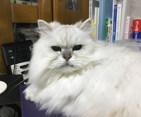 私の猫ブログに載せます 猫に関する情報などを私の猫ブログに載せます。 イメージ1