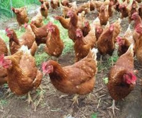 田舎暮らしを検討中の方のお悩みお聞きします 信州の里山で古民家改修、狩猟、平飼い養鶏、有機農業の経験あり イメージ1