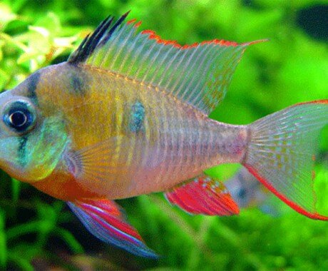 失敗しない熱帯魚の育て方教えます イメージ1