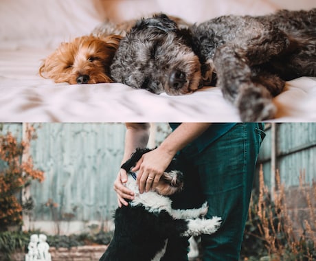 アニマルコミュニケーション｜愛する子の魂を視ます 生きている子も、旅立った子も。魂の想いを陰陽師が通訳します イメージ2