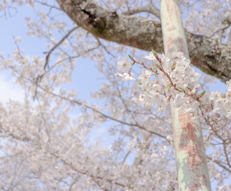 アイコン用や壁紙、広告用写真撮れます 風景、季節物等のエモい写真お撮りします。 イメージ2