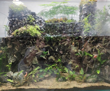 熱帯魚、水草飼育のアドバイスします 熱帯魚飼育初心者の方向けに、生体お迎えまでサポートします♪ イメージ2
