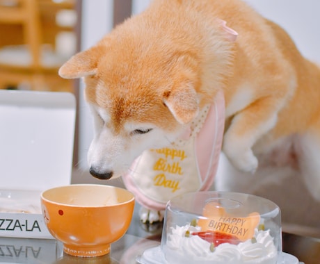 可愛い！ペット写真撮ります ペットの豊かな表情を！6hまで選択可能です！ イメージ2