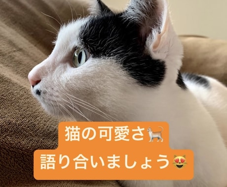 猫の可愛さを語ります 猫の可愛さを一緒に語りませんか？猫、可愛すぎる♡ イメージ1