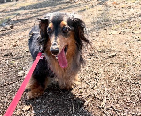 17歳老犬飼主・介護20年の主婦が相談に乗ります 介護、愛犬、献立の悩み。人生相談から愚痴聞きまで。 イメージ1