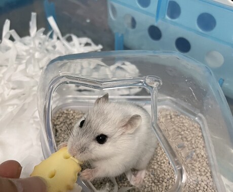 あなたとペットのキズナ深めます 大事な家族のご飯について考えませんか？ イメージ2