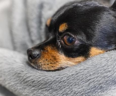 ペットのお悩み、心を込めてお応えします 愛犬・愛猫のお悩み、一緒に寄り添います イメージ2