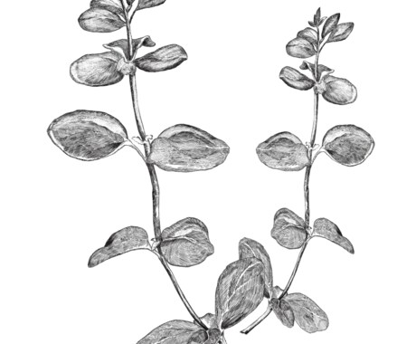 植物や食べ物、小道具のかわいいイラストを描きます アイコン・挿絵など用途に合わせたオリジナルイラスト イメージ2