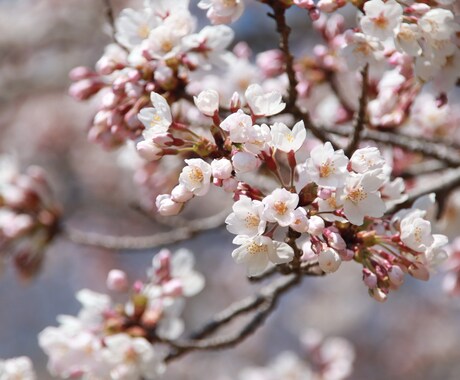 春の写真販売します 桜や梅の花、集めていらっしゃる方にぜひおすすめです！ イメージ2