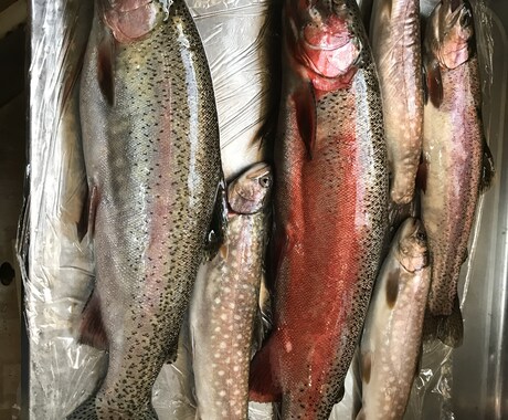 手竿(延べ竿)での渓流のコツを教えますます 手竿で渓流を始めようとしている方にコツを教ええます！ イメージ1