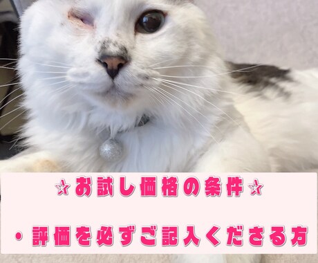 お試し価格♡5名様限定募集いたします 虹組さん✰現役さんとアニマルコミュニケーションいたします☾ イメージ2