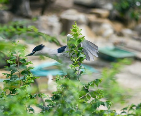 写真データ販売致します 鳥など自然を撮っております。色々な写真があります。 イメージ2