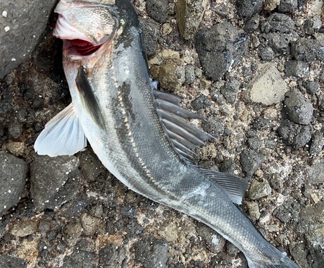 釣り初心者の方にアドバイス致します 釣り初心者方に分かりやすくアドバイスいたします！ イメージ1