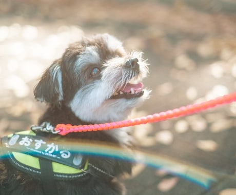 あなたのペットかわいく撮ります 犬、猫、鳥、ハムスター、爬虫類！全てのペット撮影します！ イメージ2