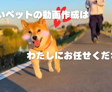 可愛いペットの動画編集いたします ペットの動画を最大限可愛く編集できます！！ イメージ1