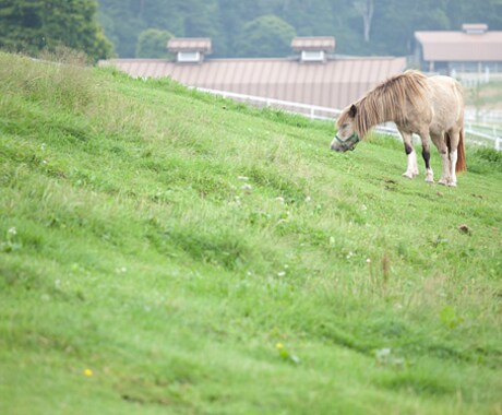 簡単・競馬予想プラスα イメージ1