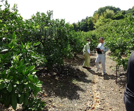 美味しいみかんの栽培方法をイチから教えます 庭先みかん、みかん経営で、美味しいみかん作りを目指すあなたへ イメージ1