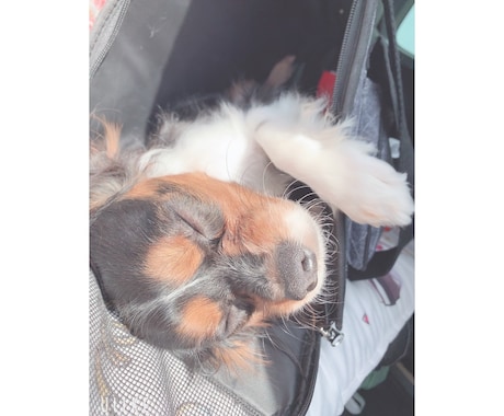 しつけ相談受付中！わんちゃんの気持ち、通訳します 犬も人も、もっと笑顔になれるしつけを。 イメージ1