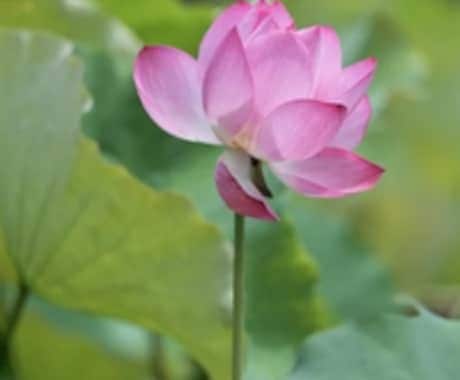 ヒーリングと同時お申し込みの方、特別料金で占います ヒーリングとセットでお受け頂ける方限定の占い鑑定料金です。 イメージ1