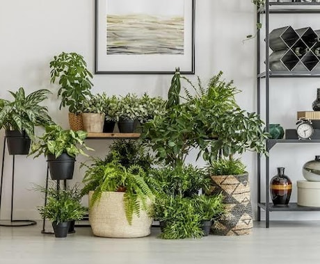 観葉植物の質問にお答えします 観葉植物、多肉植物を中心に植木の質問全般を受付けております！ イメージ1