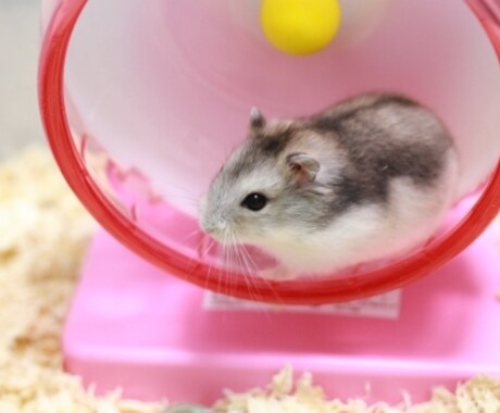 ハムスターの飼い方、何でも相談受けます ハムスターの飼い方の全てをぶつけて下さい！ イメージ1