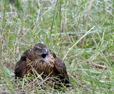 日本の野生動物や野鳥が見れる場所を紹介します 自然に話しかけましょう。自然も話しかけてくれます。 イメージ2