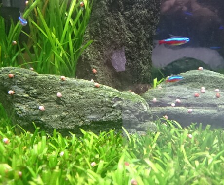 熱帯魚の選び方と管理方法をお教えします リーズナブルできれいな熱帯魚水槽の作り方や管理方法を伝授❗ イメージ1