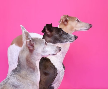 浜松市で愛犬専門の出張撮影いたします ご自宅で自然な表情を丁寧に撮影します イメージ2