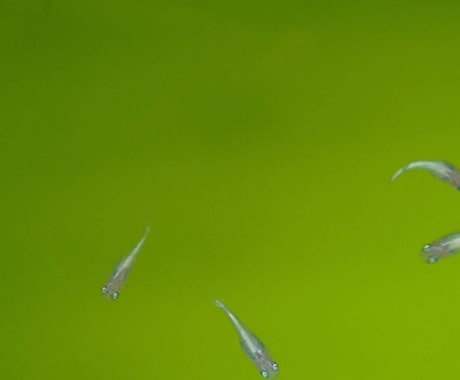 メダカのこと（病気、怪我、水質）お答えします 飼育初心者大歓迎！！メダカのことお答えします飼育環境の相談 イメージ1