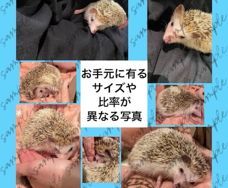 複数の写真を１枚にまとめてレイアウトします 日常／商品紹介／告知／推し活など用途に合わせ幅広く対応します イメージ2