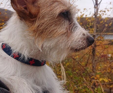 動物さんのオーラをみます 現在のオーラで心身状態を見させて頂きます イメージ1