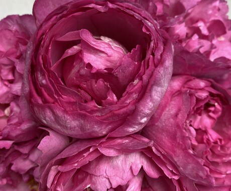 お花と繋がり霊視で【チャット】メッセージを降します 今の悩み、心配事、なんでもお花に聞いて、お答え致します。 イメージ2