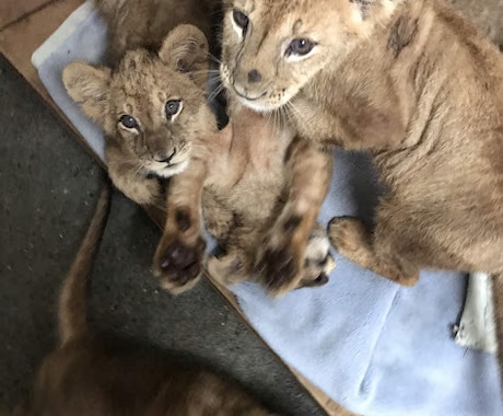 元サファリ飼育員があなたのペットのお悩みを伺います サファリ13年の観察眼。ペットとあなたの心に寄り添います。 イメージ1
