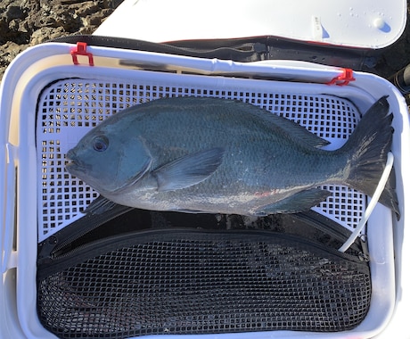 グレ釣りのコツを教えます イメージ1