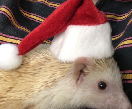 ハリネズミの飼い方＆買い方教えます イメージ1