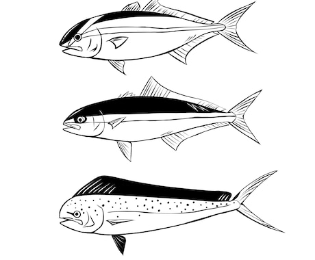 魚のイラストを描きます 1匹〜　リアルとデフォルメの中間くらいの魚の絵を描きます イメージ2