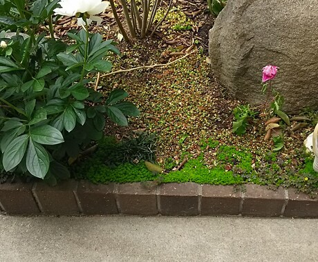 私が自分なりに良いと思う植木を伝えます 植木、グランドカバーが好きで、自分で植木を植えようと思う方 イメージ2