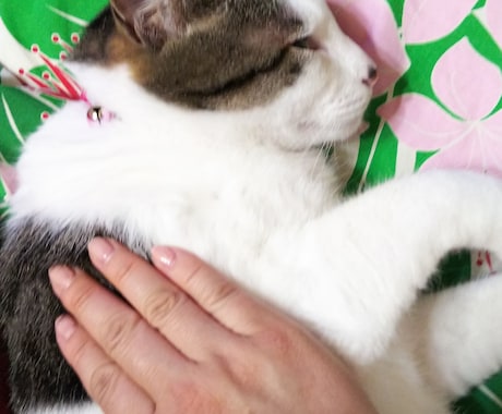 大事なペットさんと飼い主さんの気持ちを通訳します ペットさんの気持ちを理解して関係性を向上させましょう♡ イメージ2